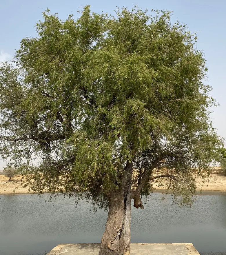 jaseri-oasis-jaisalmer